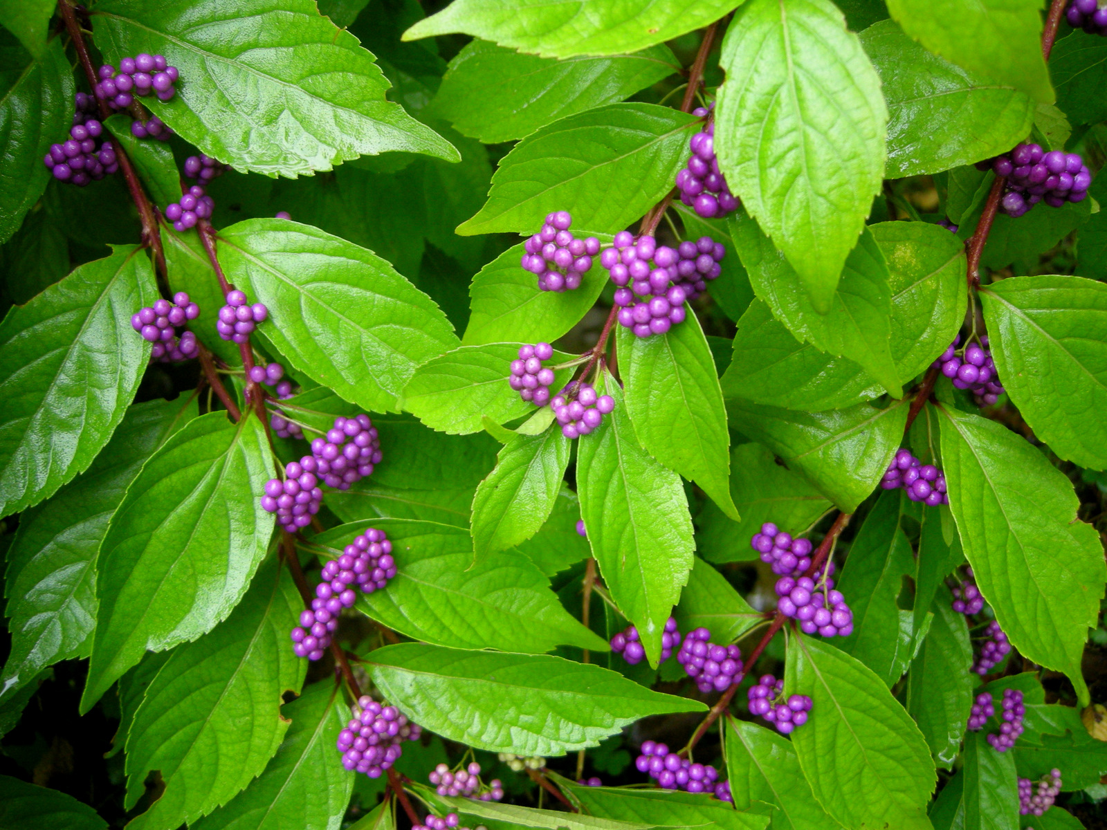 Callicarpa dichotoma 'Early Amethyst' - Signature Landscapes And Design