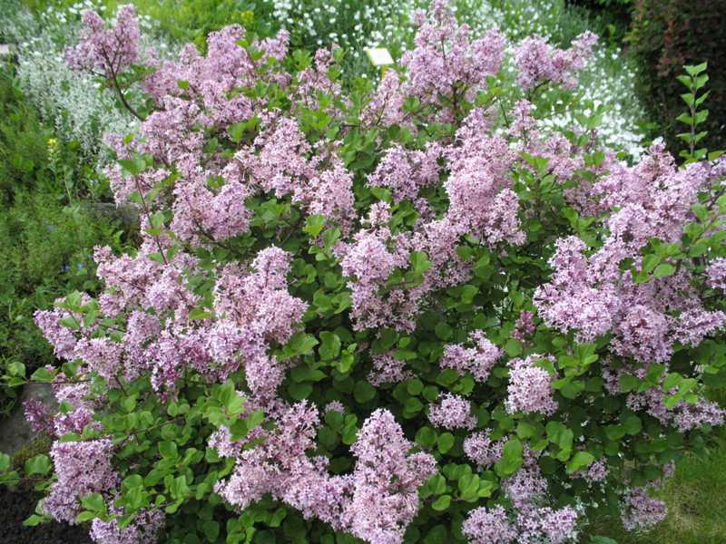 Plant Syringa meyeri 'Palibin' - Signature Landscapes And Design